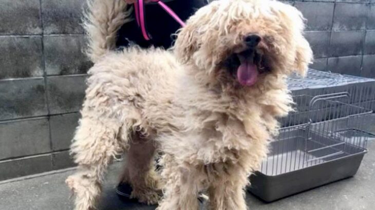 捨てられそうになっていた『汚れたボサボサの大型犬』を飼った結果→嘘のような『8年後の現在』が5万再生「よく頑張った」「幸せ掴んだね」(ブログ)