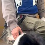 ベランダで工事中の作業員→部屋にいた犬が…もはや仕事にならない『まさかの光景』が話題「絶対集中できないｗｗ」「可愛すぎてギブアップ」(ブログ)