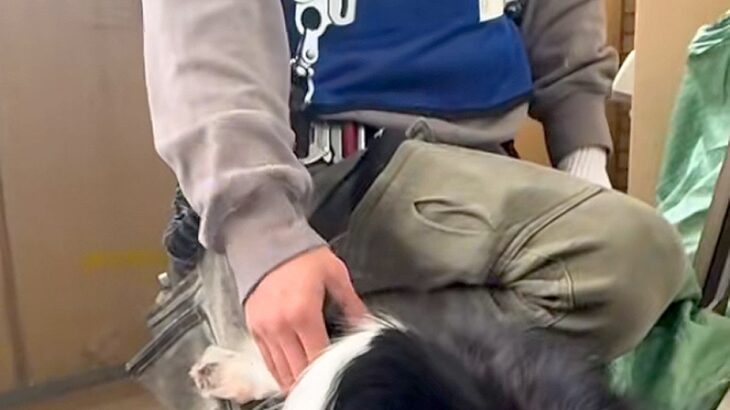 ベランダで工事中の作業員→部屋にいた犬が…もはや仕事にならない『まさかの光景』が話題「絶対集中できないｗｗ」「可愛すぎてギブアップ」(ブログ)