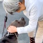 散歩中、杖をついた通りすがりのおばあちゃんと遭遇→大型犬に近付いて…『お話をする光景』があまりにも尊いと反響「優しい世界」「涙が出る」(ブログ)