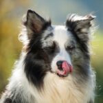 犬が『居心地悪い』と思っているときの行動7つ　見逃したくないサインや快適な環境づくりまで(ブログ)