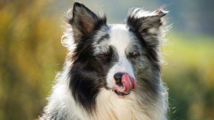 犬が『居心地悪い』と思っているときの行動7つ　見逃したくないサインや快適な環境づくりまで(ブログ)