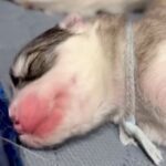 生まれたばかりの子犬が『寝言』を言った結果→聞いた母犬が…すべてが可愛い光景に71万再生の反響「寝言激しすぎて草」「誰に似たのかしら」(ブログ)