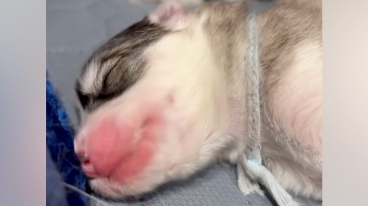 生まれたばかりの子犬が『寝言』を言った結果→聞いた母犬が…すべてが可愛い光景に71万再生の反響「寝言激しすぎて草」「誰に似たのかしら」(ブログ)