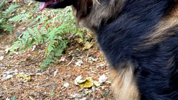 山で散歩中、おじいさんに『熊だ！』と叫ばれた超大型犬→思わず二度見する光景に3万5000いいね「確かに見えるｗｗ」「お互いびっくりｗ」(ブログ)