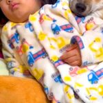朝、起きたばかりの小さな女の子→なぜか『犬のベッド』に向かって…尊すぎる光景が13万再生「お互いに枕にｗｗ」「なんて可愛いの」と絶賛(ブログ)