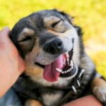 犬を『ご機嫌にさせる』飼い主の行動5選　気分が良くなっているときにみせるサインとは？(ブログ)