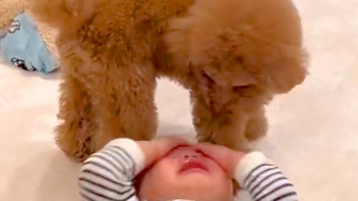 男の子が大号泣していたら、犬が心配をして…あまりにも尊い『見守り』をする光景に感動の声「いい相棒」「前世は兄弟かな」「信頼関係すごい」(ブログ)