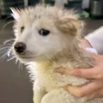 土砂降りのなか泥だらけで発見された子犬→保護された結果…『ずっとのおうち』と巡り会えた光景に感動「幸せそうな顔」「たくさん甘えてね」(ブログ)