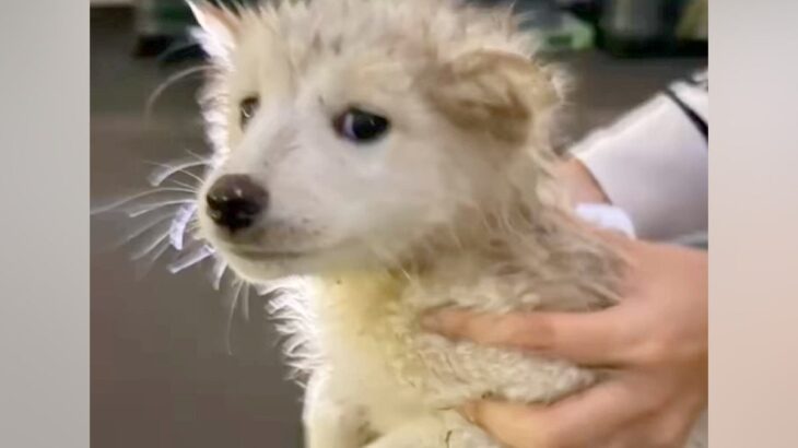 土砂降りのなか泥だらけで発見された子犬→保護された結果…『ずっとのおうち』と巡り会えた光景に感動「幸せそうな顔」「たくさん甘えてね」(ブログ)