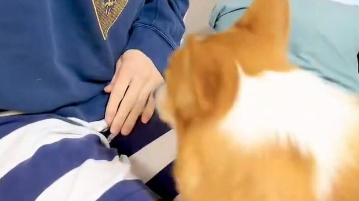 『笑い止まらんごめんｗｗ』膝に乗ろうと頑張る短足の犬→思わず笑う『まさかの光景』が141万表示「チャームポイントが仇にｗｗ」「最高」(ブログ)