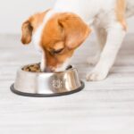 犬が『早食い』を続けるとどうなるの？寿命が縮むって本当？止めさせるべき理由まで(ブログ)