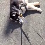 ハスキー犬が『散歩拒否』で動かなくなった結果→呆れた弟犬が…『まさかの光景と結末』に称賛の声「ナイスアシスト」「一生懸命で可愛い」(ブログ)