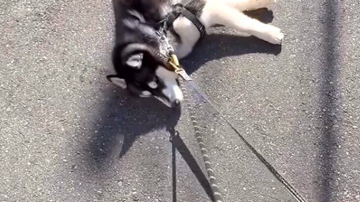 ハスキー犬が『散歩拒否』で動かなくなった結果→呆れた弟犬が…『まさかの光景と結末』に称賛の声「ナイスアシスト」「一生懸命で可愛い」(ブログ)