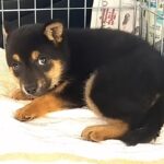 殺処分に怯える『野犬の子犬』を保護→車内でもブルブル震えて…『お別れまでの記録』に涙が止まらないと801万再生「泣けた」「目つきが違う」(ブログ)