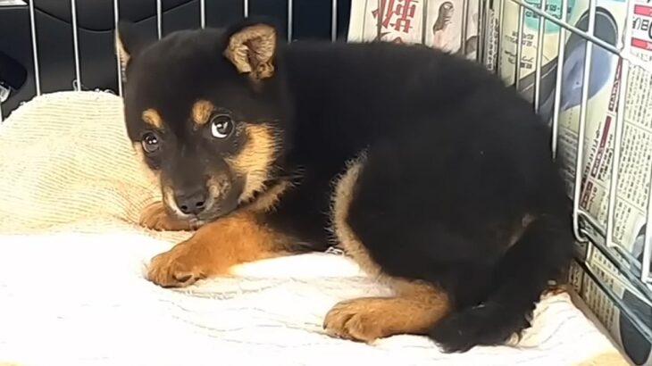 殺処分に怯える『野犬の子犬』を保護→車内でもブルブル震えて…『お別れまでの記録』に涙が止まらないと801万再生「泣けた」「目つきが違う」(ブログ)