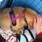 隅っこで固まり動かない保護犬→突然『風』が吹いて…素敵すぎる物語に2万5000いいね集まる「幸せにしてくれてありがとう」「涙が出た」(ブログ)