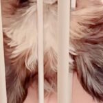 『子犬がお水を飲んでいる』と思ったら…クセが強すぎる『衝撃的な飲み方』が13万再生「どうしてこうなったｗｗ」「アクロバティックで草」(ブログ)