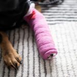 犬が『骨折』したときにかかる費用とは？どんな治療が必要なの？未然に防ぐ方法まで(ブログ)