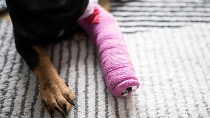 犬が『骨折』したときにかかる費用とは？どんな治療が必要なの？未然に防ぐ方法まで(ブログ)
