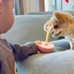 1歳の男の子が『犬のオヤツを取ろうとした』結果→怒るかと思いきや…『まさかの対応』に称賛の声「さすがお姉さん！」「ふたりともいい子」(ブログ)