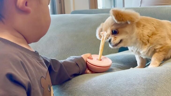 1歳の男の子が『犬のオヤツを取ろうとした』結果→怒るかと思いきや…『まさかの対応』に称賛の声「さすがお姉さん！」「ふたりともいい子」(ブログ)