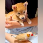 初めて『鳥』に出会った子犬→飛び立った瞬間に…まるで『小さな子どものような反応』が尊すぎると15万再生「キョロキョロ可愛い」「純粋」(ブログ)