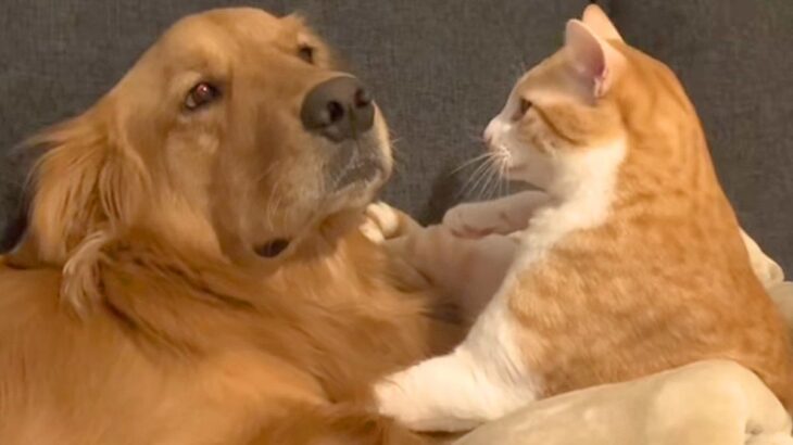 猫パンチされる大型犬→まるで『芸人のツッコミのような状況』が45万再生「トムブラウン忠実に再現されてるｗｗ」「M-1出れるｗ」と爆笑続々(ブログ)