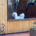 『もう！おそいよ！』あまり怒らない犬がトリミングへ→お迎えに行った結果…かわいすぎる『ご立腹』が10万再生「愛しさ倍増ｗ」「忙しくて草」(ブログ)