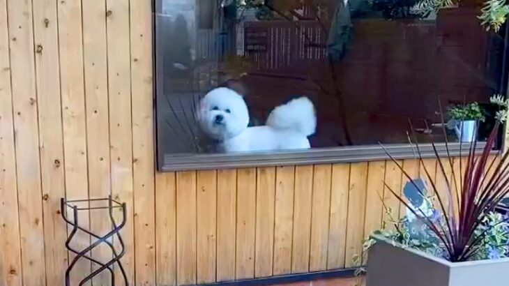 『もう！おそいよ！』あまり怒らない犬がトリミングへ→お迎えに行った結果…かわいすぎる『ご立腹』が10万再生「愛しさ倍増ｗ」「忙しくて草」(ブログ)