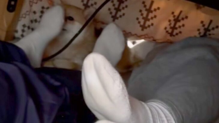 こたつの中で、犬が『こそこそ飼い主の足を嗅いでいた』結果→バレてしまい…愛おしすぎるリアクションが39万再生「横目ｗｗ」「いい趣味」(ブログ)