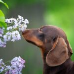 犬にとって『危険なニオイ』５選　嗅がせてはいけない理由や体に与えるダメージまで(ブログ)