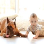 犬が『伏せたまま歩く』心理4つ　放っておいて大丈夫？不思議な行動の意味とは(ブログ)