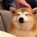 ママに撫でられるとうっとりする犬→パパに代わると…まさかの『あからさますぎる表情の差』に爆笑続々「全然違くて草」「忖度せんかいｗｗｗ」(ブログ)