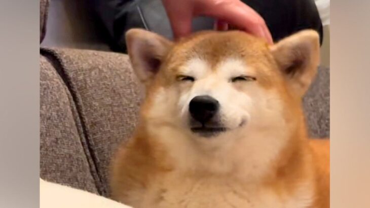 ママに撫でられるとうっとりする犬→パパに代わると…まさかの『あからさますぎる表情の差』に爆笑続々「全然違くて草」「忖度せんかいｗｗｗ」(ブログ)
