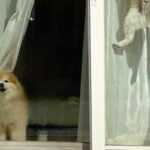 犬2匹をケージに入れ、出かけた結果→ふと窓を振り返ると…驚きを隠せない『衝撃の光景』に10万いいね「身体能力高すぎｗ」「スパイダーポメ」(ブログ)