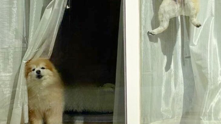 犬2匹をケージに入れ、出かけた結果→ふと窓を振り返ると…驚きを隠せない『衝撃の光景』に10万いいね「身体能力高すぎｗ」「スパイダーポメ」(ブログ)