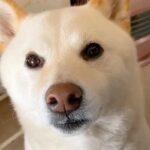 6年間、犬を『お姫様』のように育てた結果→溺愛しすぎた『現在の光景』が尊いと230万再生「自分を人間と思ってそうｗ」「たまらない」と絶賛(ブログ)