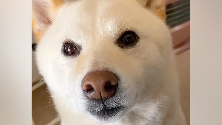 6年間、犬を『お姫様』のように育てた結果→溺愛しすぎた『現在の光景』が尊いと230万再生「自分を人間と思ってそうｗ」「たまらない」と絶賛(ブログ)