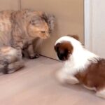 猫に『大好き！』を伝える子犬→迷惑がるかなと思いきや…『悶絶級の光景』が18万再生「可愛いを通り越して泣ける…」「面倒みてて優しい」(ブログ)