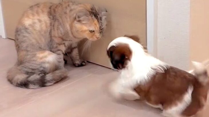 猫に『大好き！』を伝える子犬→迷惑がるかなと思いきや…『悶絶級の光景』が18万再生「可愛いを通り越して泣ける…」「面倒みてて優しい」(ブログ)