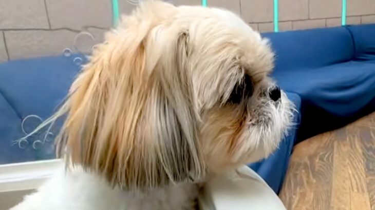 病院に連れてこられた犬→『病院だ』と気付いた瞬間に…分かりやすすぎる『怖がり方』が18万再生「ガクブルｗｗ」「かわいそうだけど可愛い」(ブログ)