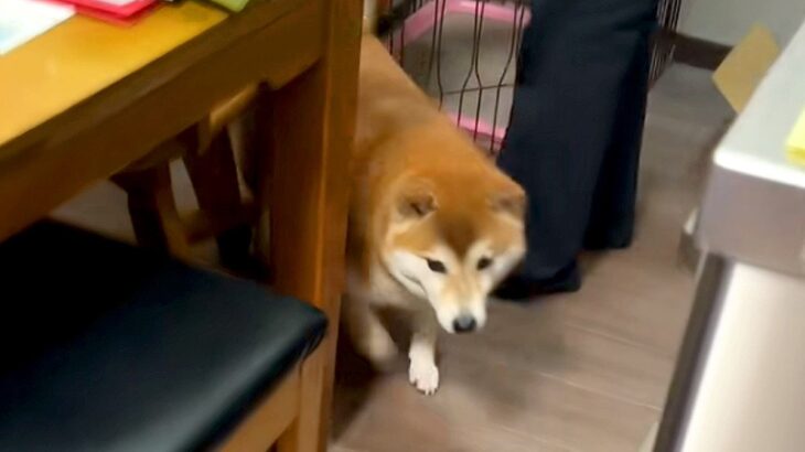 実家に帰省したら、犬が『いらっしゃい』とお出迎えしてくれて…LOVEが止まらない『熱烈歓迎』が56万再生「犬って最高」「泣いちゃう…」(ブログ)