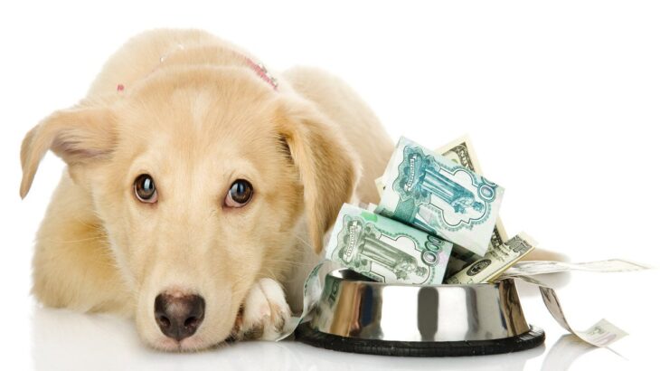 『犬にかかる費用』とは？節約しすぎてはいけない出費や必要なお金の内訳まで(ブログ)