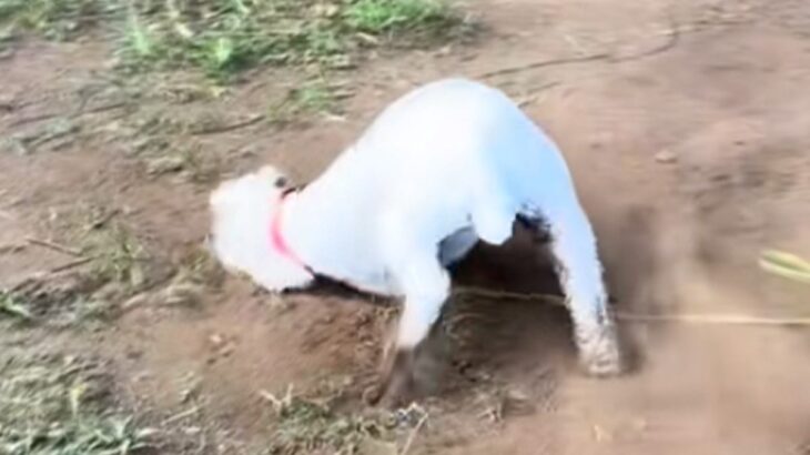 『嫌ァァアア！』真っ白な犬を散歩に連れて行った結果→思わず絶叫したくなる『まさかの悲劇』が68万再生「素晴らしい変身」「イリュージョン」(ブログ)