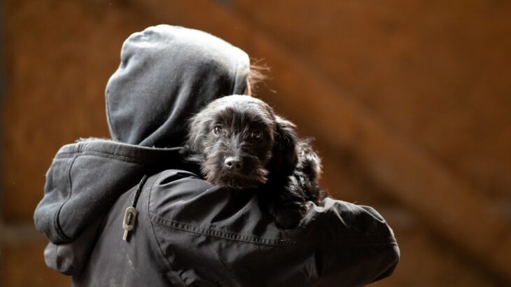 犬が『誘拐されるかもしれない』危険な場所5つ　飼い主が必ず知っておくべき防止策とは？(ブログ)