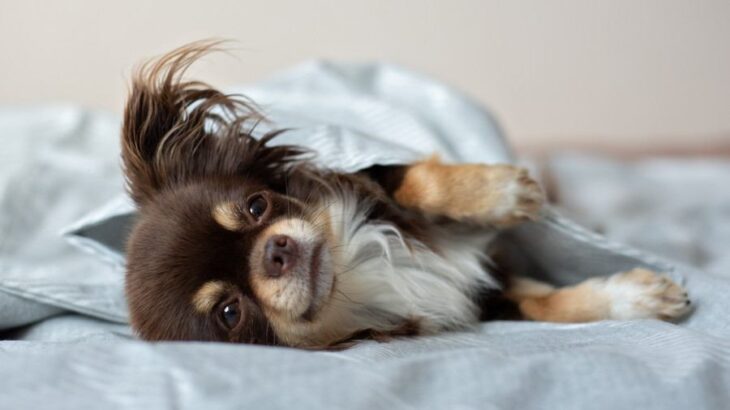 犬が飼い主を『信頼している』サイン4選　今よりもっと絆を深める方法や注意点まで(ブログ)