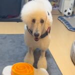 ごはんのおかわりを要求する大型犬→お皿に向かって…亭主関白すぎる『まさかの光景』が152万再生「ちゃぶ台返しで草」「はよ出せこらぁ！ｗ」(ブログ)