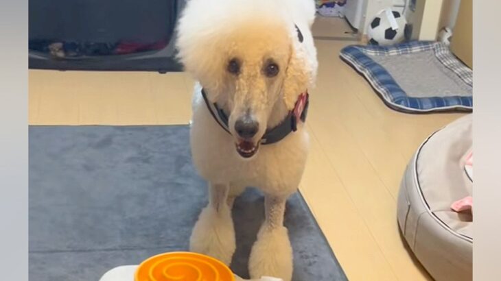 ごはんのおかわりを要求する大型犬→お皿に向かって…亭主関白すぎる『まさかの光景』が152万再生「ちゃぶ台返しで草」「はよ出せこらぁ！ｗ」(ブログ)