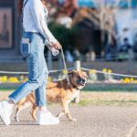 愛犬の『散歩』適当にやってない？外出時に考えられる危険性や事故を未然に防ぐ方法まで(ブログ)
